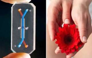 Bioingenieros inventan la primera 'vagina chip'