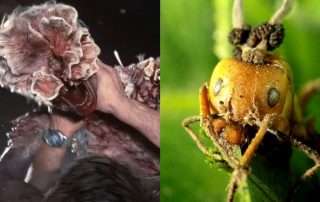 Cordyceps, el entomopatógeno , “The Last of Us"