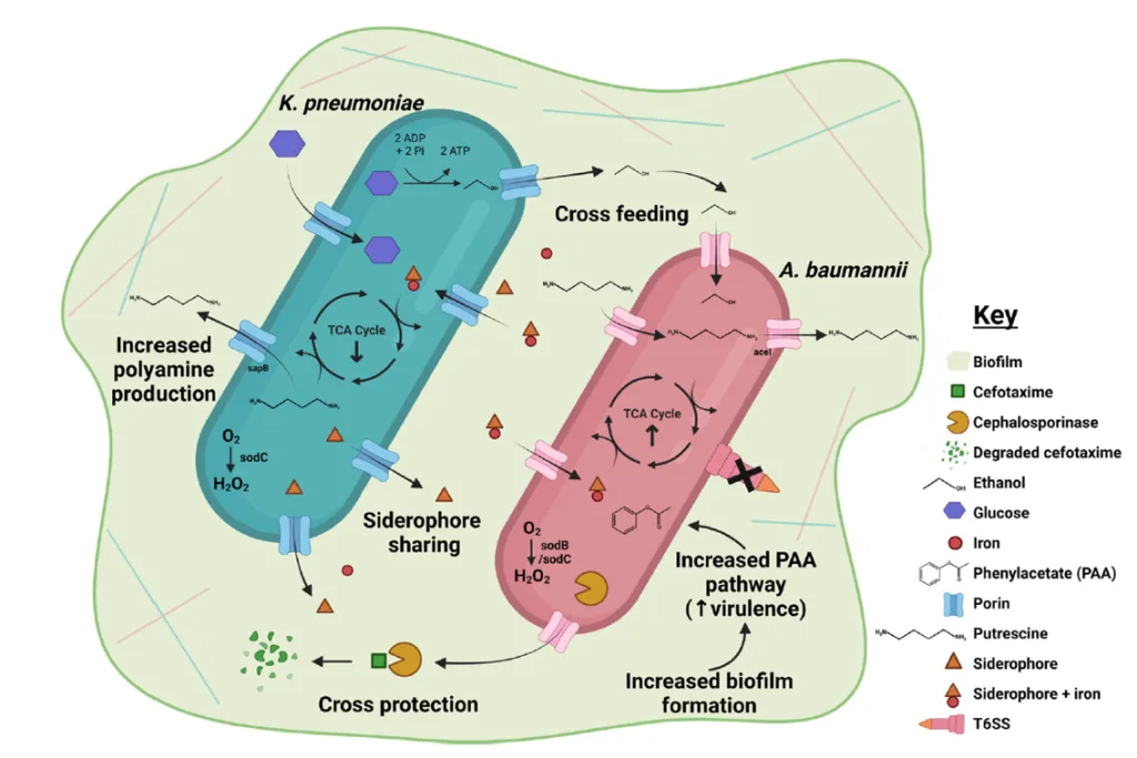 Potential interactions between K. pneumoniae and A. baumannii | Mitlab