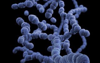 Bacterias_ Mitlab
