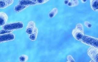 Bacterias Akkermansia muciniphila